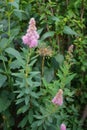 Spiraea billardii `Triumphans` is pink in July. Berlin, Germany