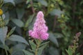 Spiraea billardii `Triumphans` is pink in July. Berlin, Germany