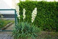 Yucca blooming with white flowers in July. Yucca is a genus of perennial shrubs and trees in the family Asparagaceae. Berlin Royalty Free Stock Photo