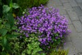 Campanula portenschlagiana in June in the garden. Berlin, Germany