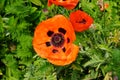 Orange Papaver orientale in the garden in early June. Papaver orientale, the Oriental poppy, is a perennial flowering plant. Royalty Free Stock Photo