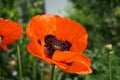 Orange Papaver orientale in the garden in early June. Papaver orientale, the Oriental poppy, is a perennial flowering plant. Royalty Free Stock Photo