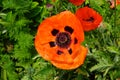 Orange Papaver orientale in the garden in early June. Papaver orientale, the Oriental poppy, is a perennial flowering plant. Royalty Free Stock Photo