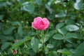 Ornamental rose `Marion`, cultivar Marion de Ruiter. Garden pink rose as an ornamental plant grown in the garden. Berlin, Germany Royalty Free Stock Photo