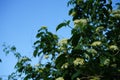 Viburnum lantana blooms in early June. Viburnum lantana, the wayfarer or wayfaring tree, is a species of Viburnum. Berlin, Germany