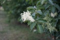 Viburnum lantana blooms in early June. Viburnum lantana, the wayfarer or wayfaring tree, is a species of Viburnum. Berlin, Germany