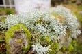 Beautiful vegetation of the Lake District, famous for its glacial ribbon lakes and rugged mountains