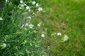 Cerastium tomentosum `Silberteppich` blooms in early June in the garden. Berlin, Germany Royalty Free Stock Photo