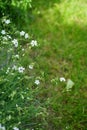 Cerastium tomentosum `Silberteppich` blooms in early June in the garden. Berlin, Germany Royalty Free Stock Photo