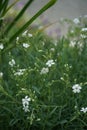 Cerastium tomentosum `Silberteppich` blooms in early June in the garden. Berlin, Germany Royalty Free Stock Photo