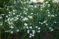 Cerastium tomentosum `Silberteppich` blooms in early June in the garden. Berlin, Germany Royalty Free Stock Photo