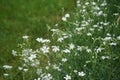 Cerastium tomentosum `Silberteppich` blooms in early June in the garden. Berlin, Germany Royalty Free Stock Photo