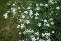 Cerastium tomentosum `Silberteppich` blooms in early June in the garden. Berlin, Germany Royalty Free Stock Photo