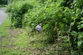 Lost cap by the trail. Berlin, Germany Royalty Free Stock Photo