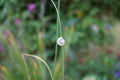 The snail is crawling along the stem of the Allium. Berlin, Germany