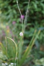 The snail is crawling along the stem of the Allium. Berlin, Germany