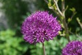 Allium aflatunense `Purple Sensation` in May in the garden. Berlin, Germany Royalty Free Stock Photo