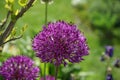 Allium aflatunense `Purple Sensation` in May in the garden. Berlin, Germany Royalty Free Stock Photo