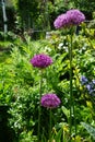 Allium aflatunense `Purple Sensation` in May in the garden. Berlin, Germany Royalty Free Stock Photo