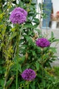 Allium aflatunense `Purple Sensation` in May in the garden. Berlin, Germany Royalty Free Stock Photo