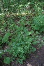 Anthriscus sylvestris is a herbaceous biennial or short-lived perennial plant in the family Apiaceae, Umbelliferae.