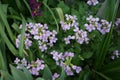 Arabis caucasica `Pinkie` in May in the garden. Berlin, Germany