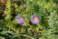 Aster alpinus, the alpine aster or blue alpine daisy, is a species of flowering plant in the family Asteraceae. Berlin, Germany Royalty Free Stock Photo