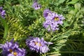 Aster alpinus, the alpine aster or blue alpine daisy, is a species of flowering plant in the family Asteraceae. Berlin, Germany Royalty Free Stock Photo