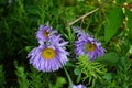 Aster alpinus, the alpine aster or blue alpine daisy, is a species of flowering plant in the family Asteraceae. Berlin, Germany Royalty Free Stock Photo