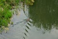 A beaver swims along the Wuhle River in the spring. Berlin, Germany