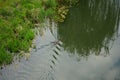 A beaver swims along the Wuhle River in the spring. Berlin, Germany