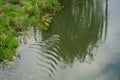 A beaver swims along the Wuhle River in the spring. Berlin, Germany