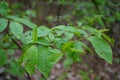 The black fly Bibio marci flies over the bird cherry in the forest in May. Berlin, Germany