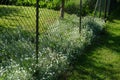 Cerastium tomentosum `Silberteppich` on a sunny May day. Berlin, Germany Royalty Free Stock Photo