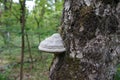 Chaga mushroom on a birch. Berlin, Germany