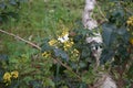 European cabbage butterfly on Mahonia aquifolium flowers in the forest in May. Berlin, Germany Royalty Free Stock Photo