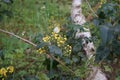 European cabbage butterfly on Mahonia aquifolium flowers in the forest in May. Berlin, Germany Royalty Free Stock Photo