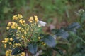 European cabbage butterfly on Mahonia aquifolium flowers in the forest in May. Berlin, Germany Royalty Free Stock Photo