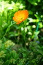 Orange Papaver nudicaule `Gartenzwerg` in the garden in May. Berlin, Germany Royalty Free Stock Photo