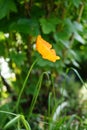 Orange Papaver nudicaule `Gartenzwerg` in the garden in May. Berlin, Germany Royalty Free Stock Photo