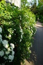 Spirea bushes blooming with white flowers in May. Berlin, Germany