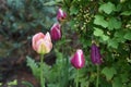 Triumph tulips in the garden in May. Berlin, Germany