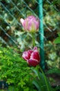 Triumph tulips in the garden in May. Berlin, Germany