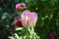 Triumph tulips in the garden in May. Berlin, Germany