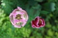 Triumph tulips in the garden in May. Berlin, Germany