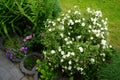 White Potentilla `Abbotswood` in the garden in May. Potentilla is a herbaceous flowering plant from the rosaceae family. Berlin