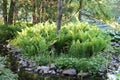 Beautiful vegetation in a park. Bois-de-Coulonge park in Quebec city. Tourism in Quebec. Trees and Fern.