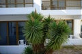 Yucca is a genus of perennial shrubs and trees in the family Asparagaceae, subfamily Agavoideae. Kolimpia, Rhodes, Greece