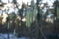 Male catkins of the Corylus avellana tree in January. Corylus avellana is a species of flowering plant. Berlin, Germany Royalty Free Stock Photo