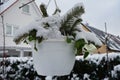 Potted pansies in January in the garden. Berlin Germany